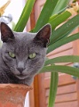 Naxos Katze 2 im Blumentopf